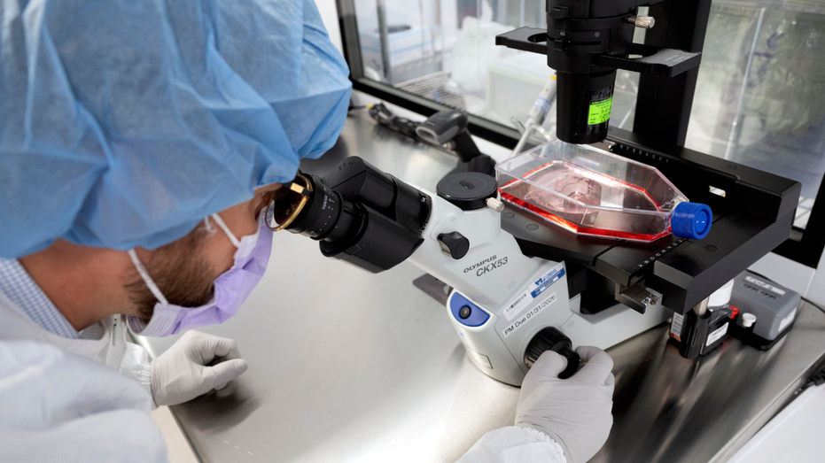 New cancer tech sends chemo straight to tumors Architect Gold Coast
